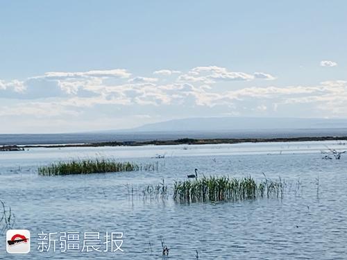 奔着“骆驼”来旅居，中国骆驼小镇在福海开工建设
