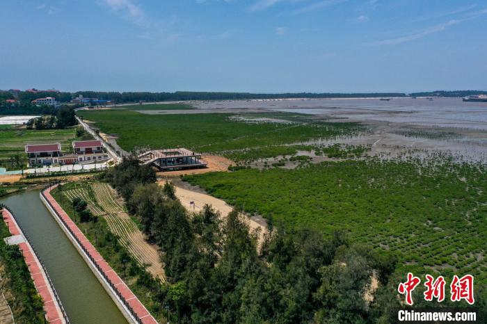 湄洲岛植被从38%增加到58%。　林春盛 摄